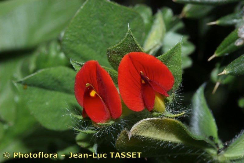 Lotus conjugatus flower