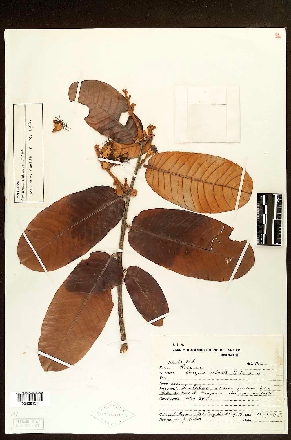 Couepia robusta — houseplant care guide
