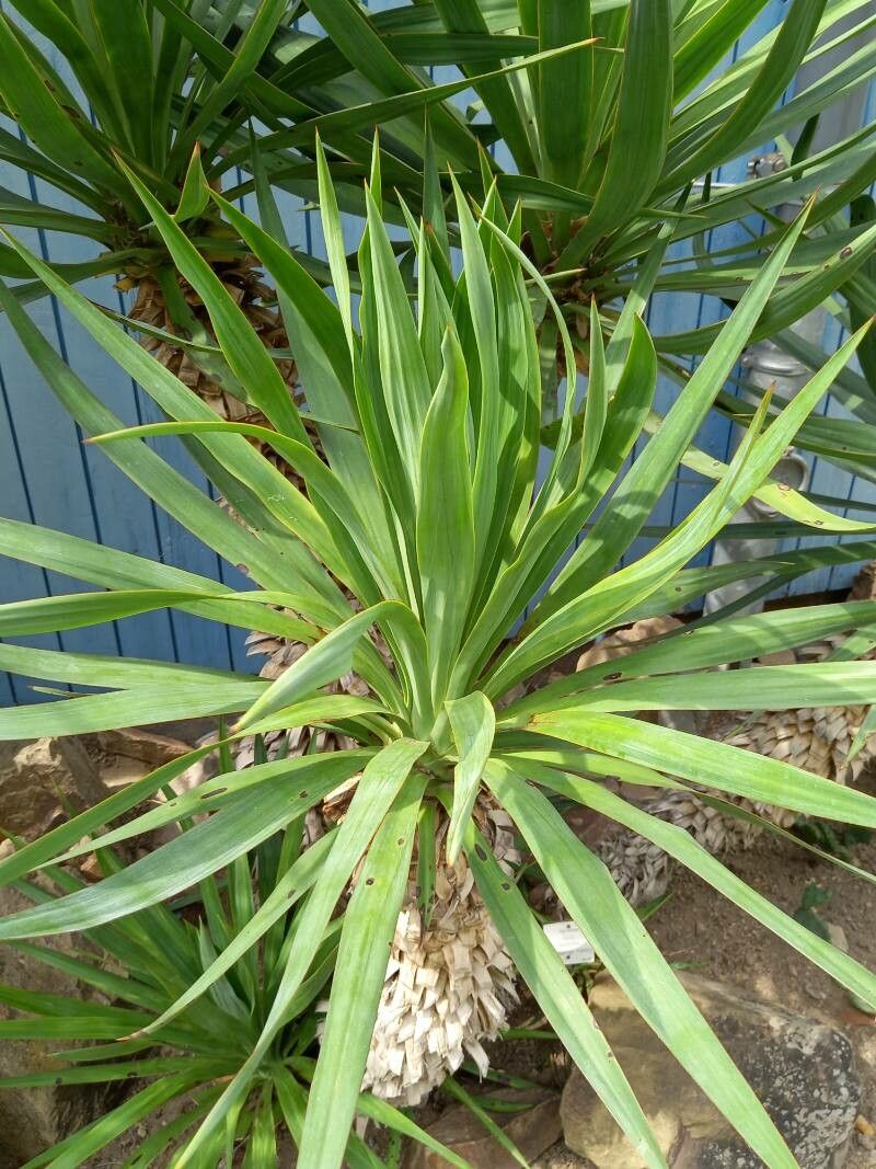 Yucca recurvifolia flower