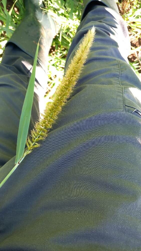 Cenchrus setosus — search result for 'Pennisetum'