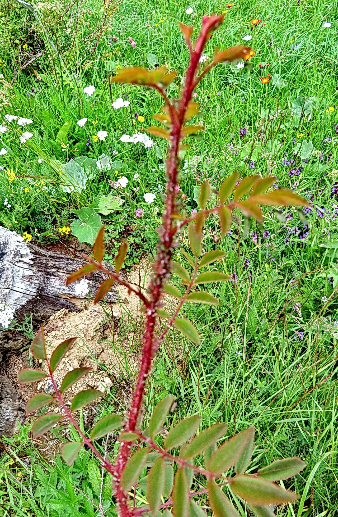 Rosa persetosa — houseplant care guide