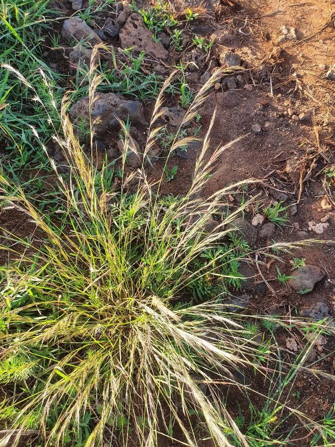 Aristida kenyensis flower