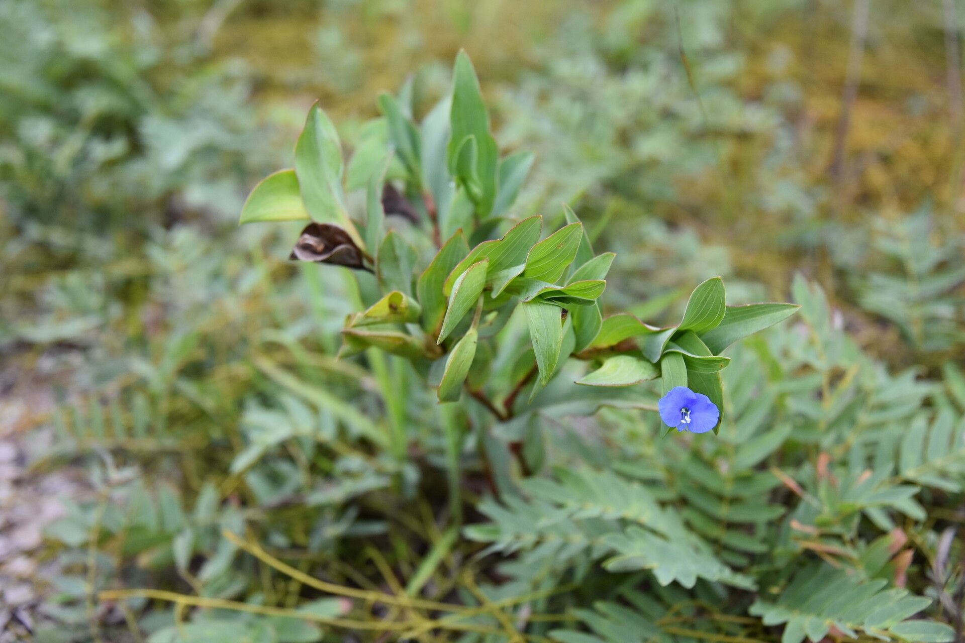 Commelina sphaerorrhizoma flower