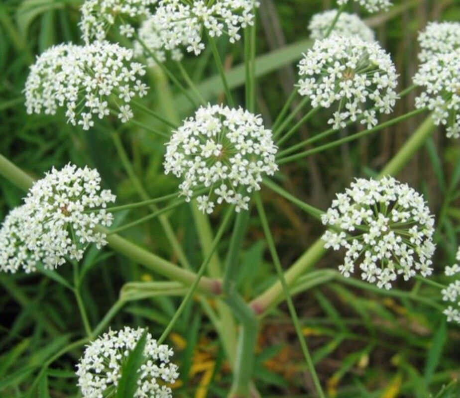 Cicuta virosa flower