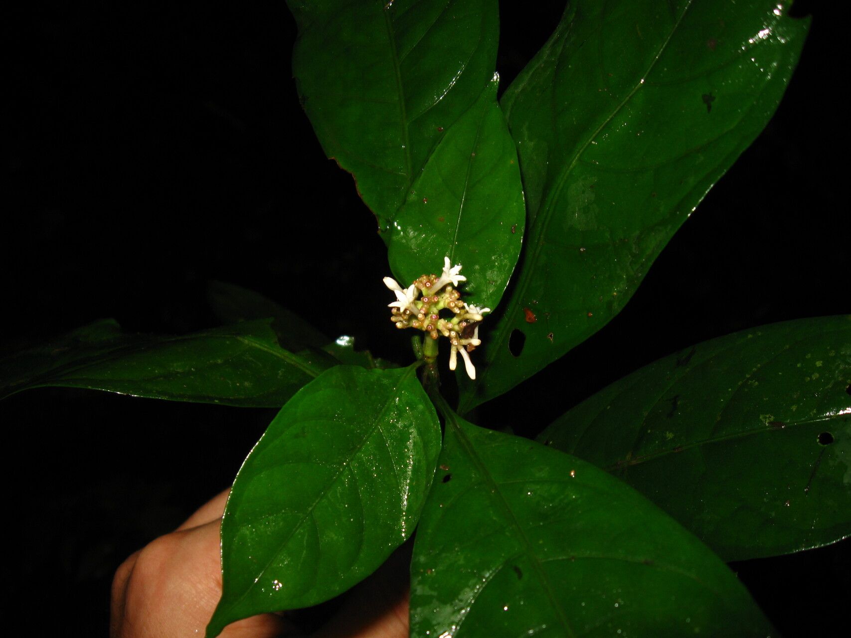 Chassalia lutescens flower