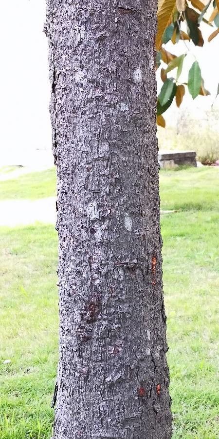 Myristica yunnanensis bark