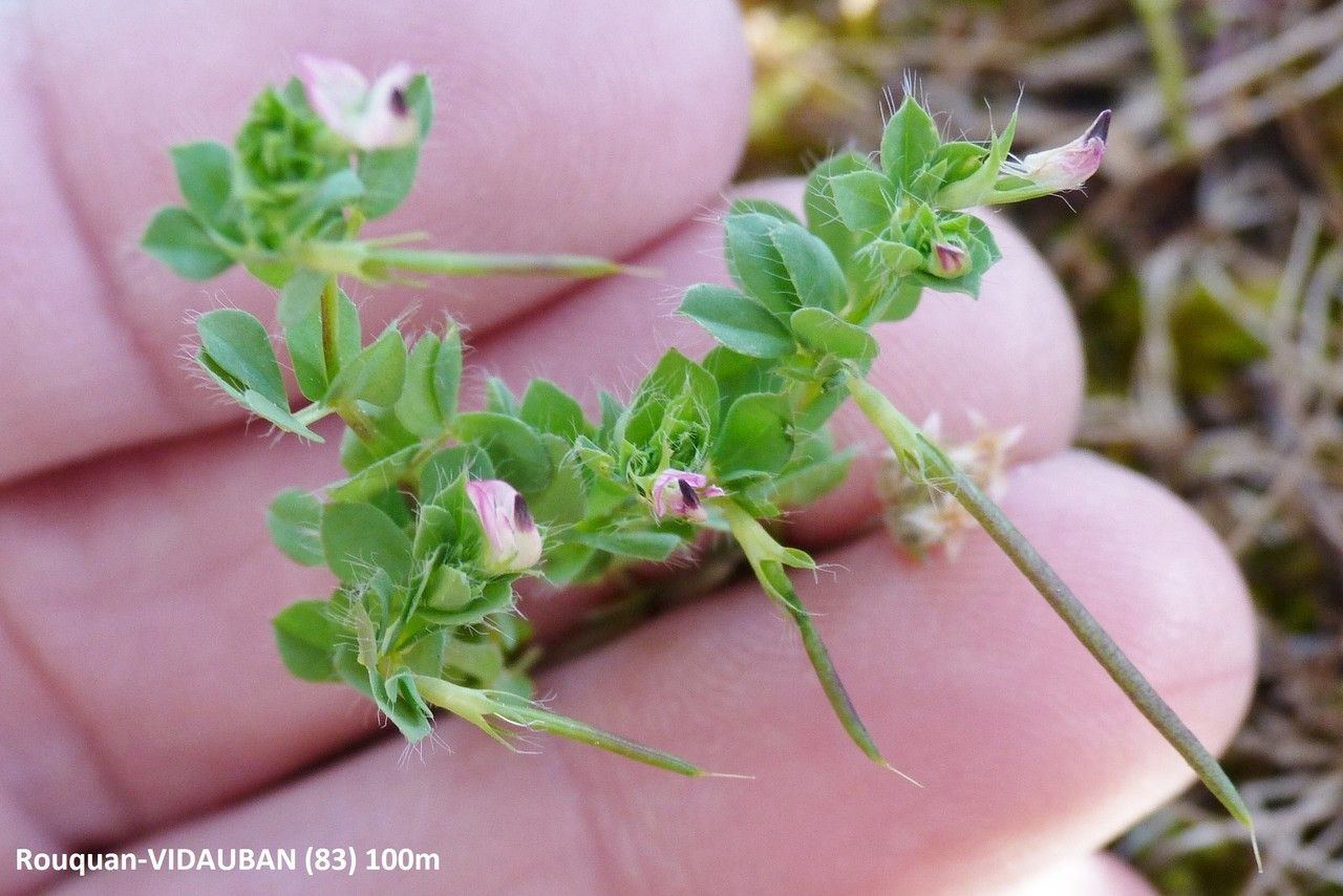 Lotus conimbricensis other
