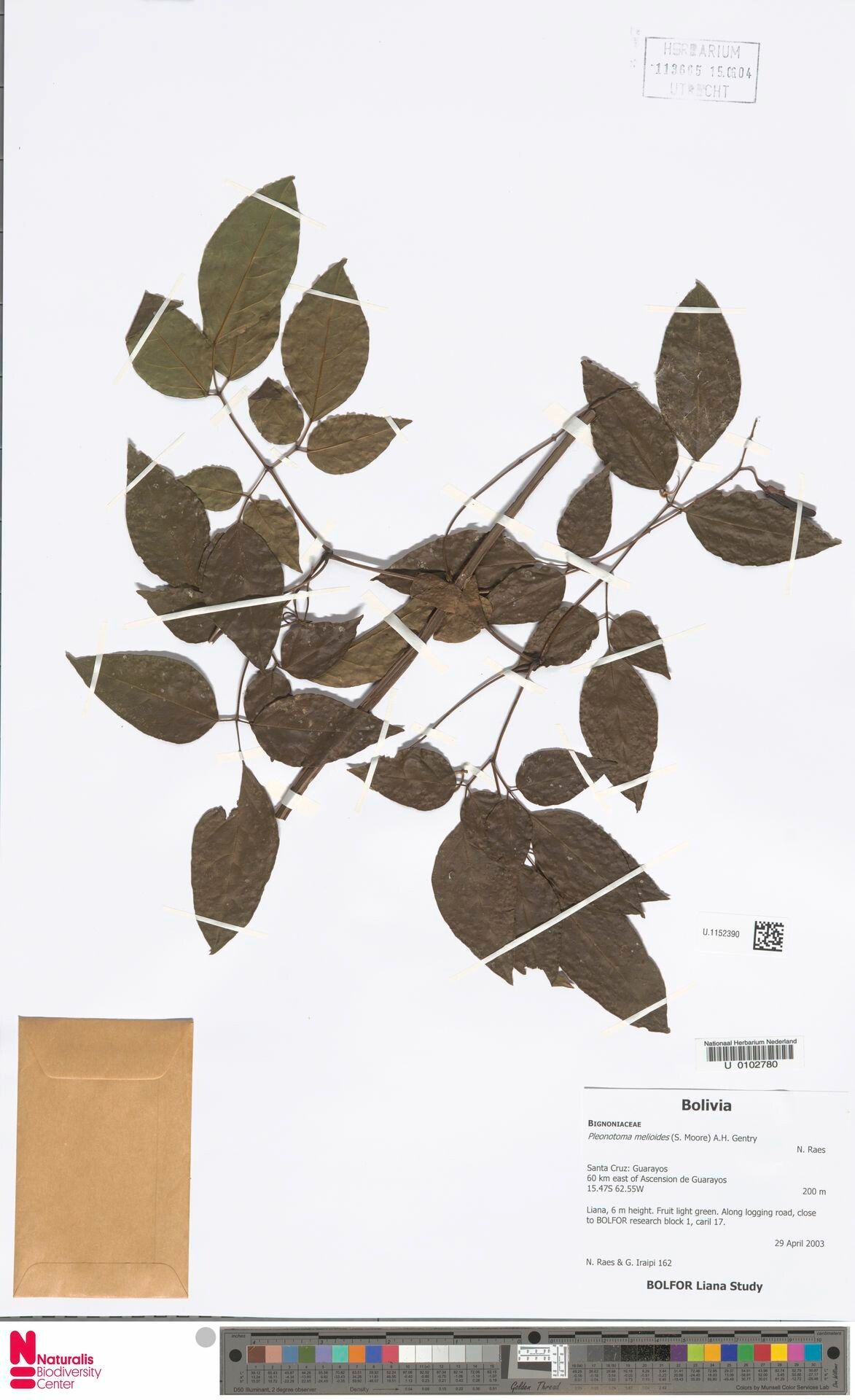 Pleonotoma melioides leaf