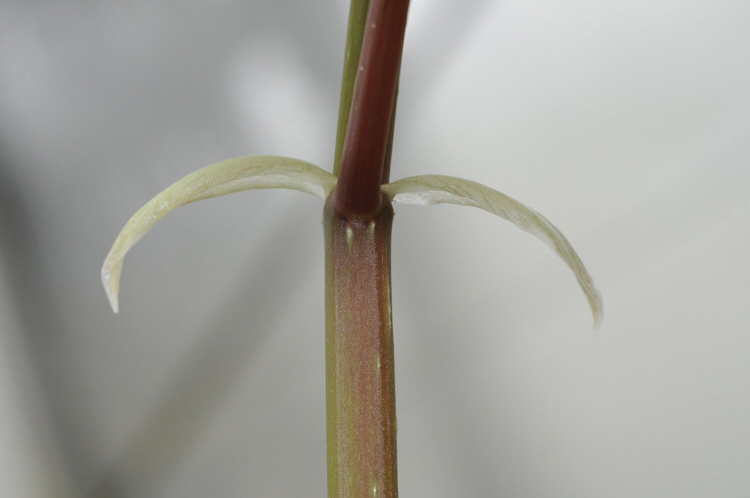 Begonia coursii bark