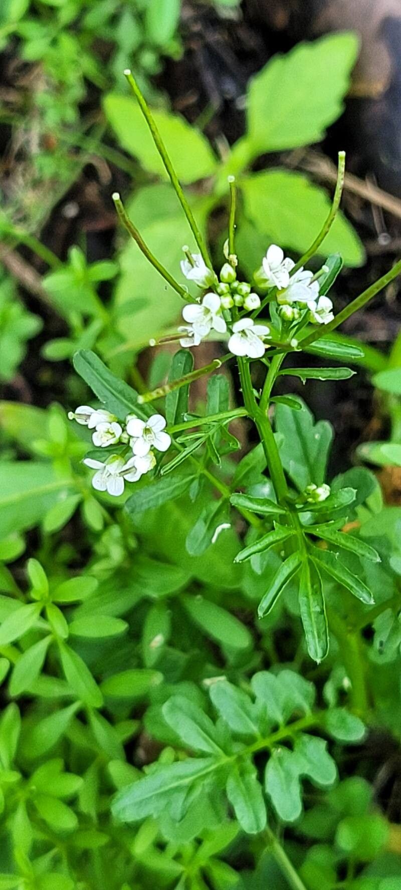 Cardamine pensylvanica leaf