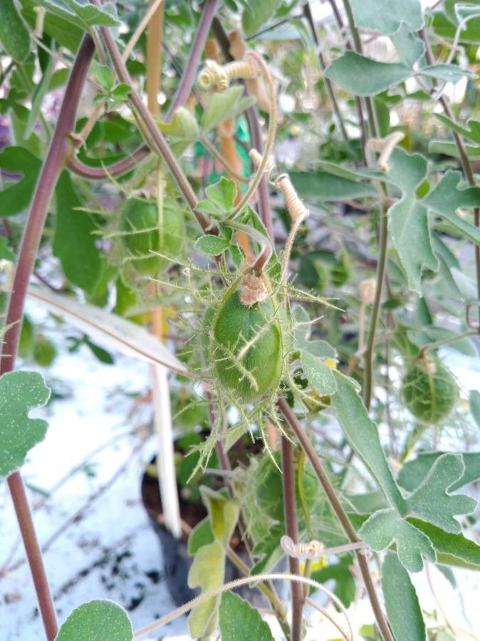 Passiflora arida fruit