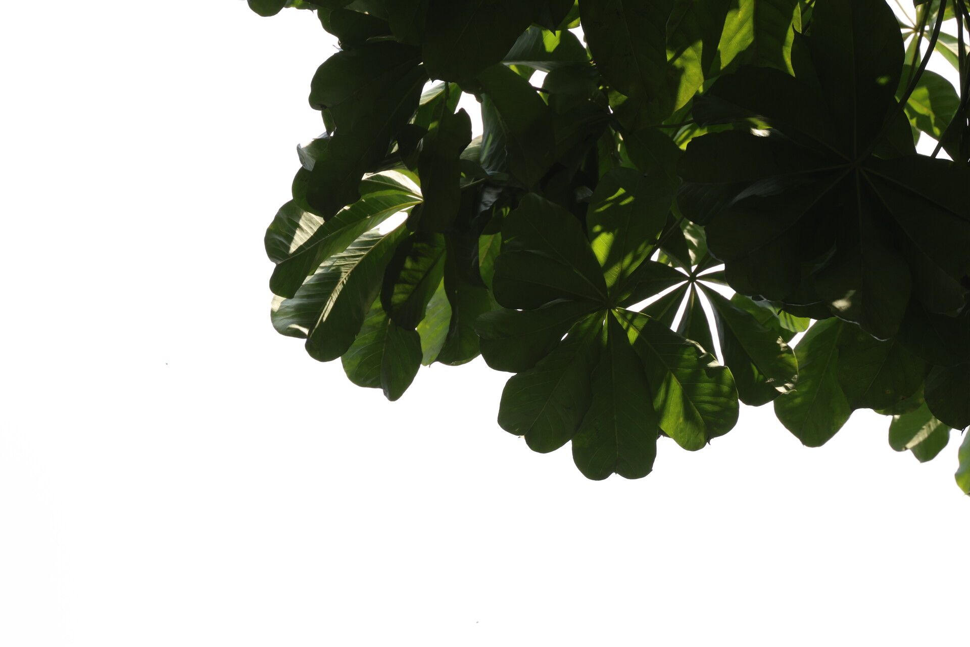 Cussonia brieyi — related species from the same genus