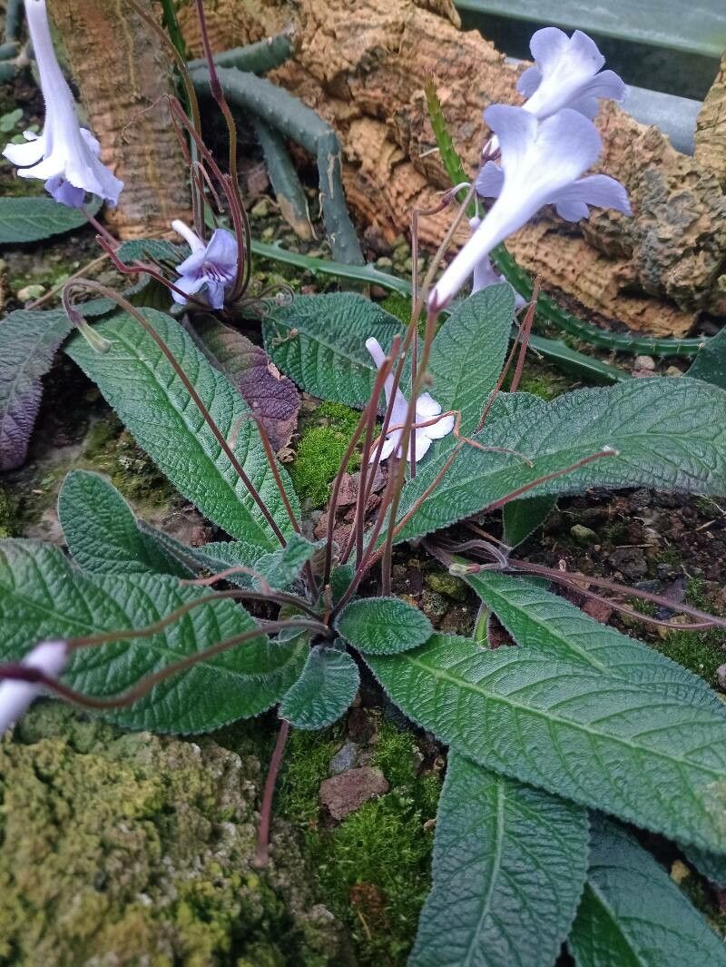 Streptocarpus cyaneus habit