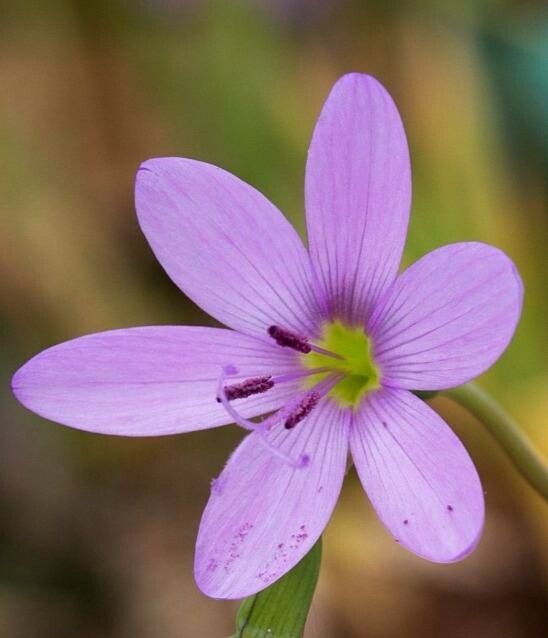 Geissorhiza inaequalis — related species from the same genus