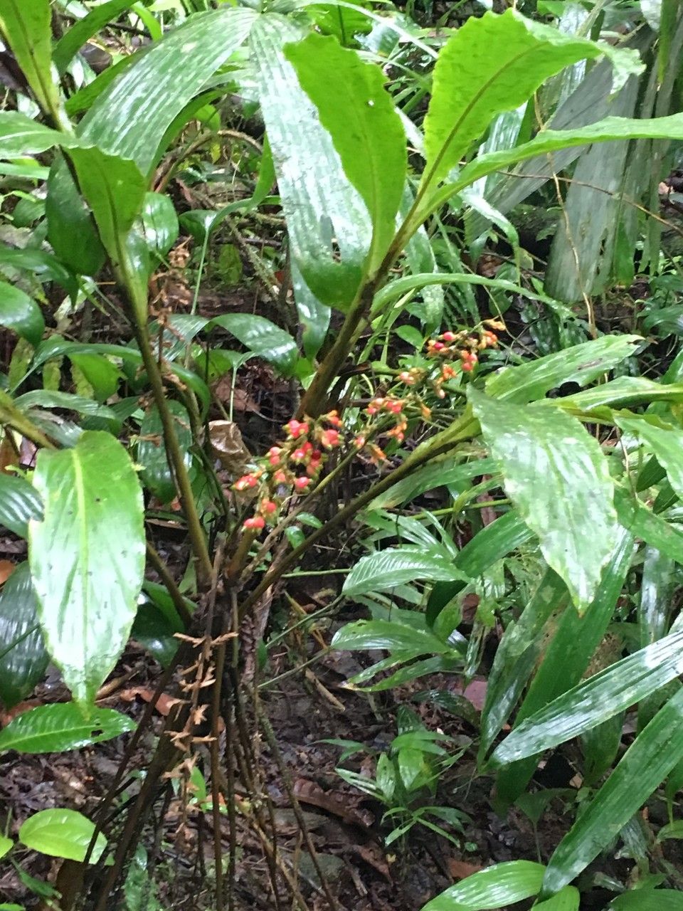 Renealmia concinna other