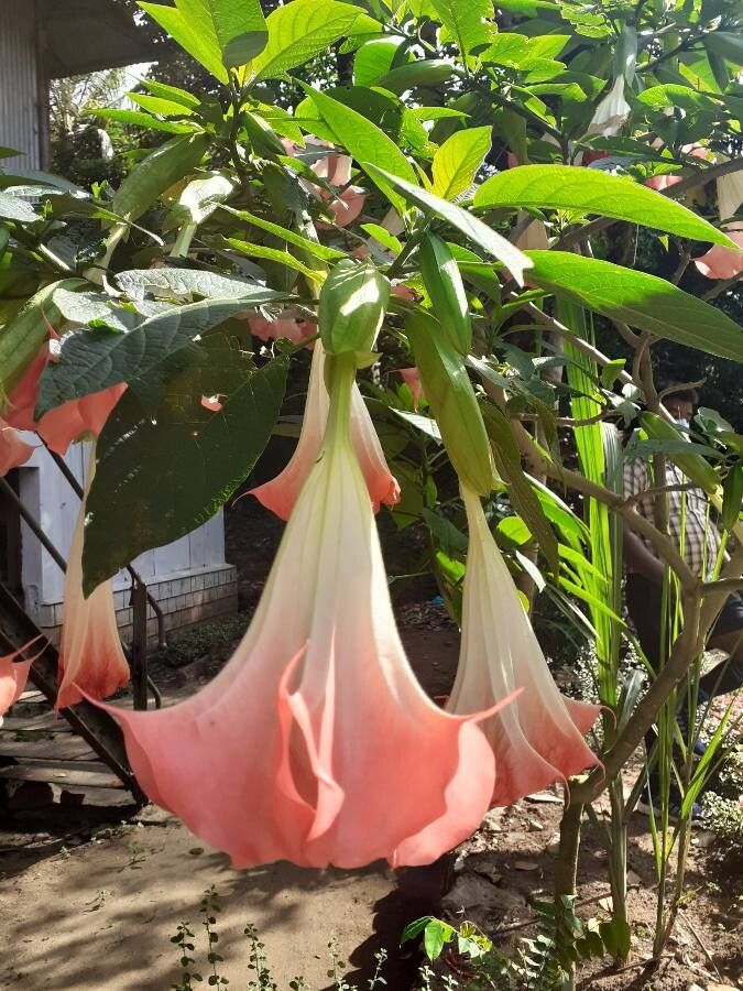 Brugmansia versicolor — search result for 'Brugmansia'