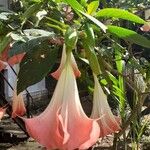Brugmansia versicolor