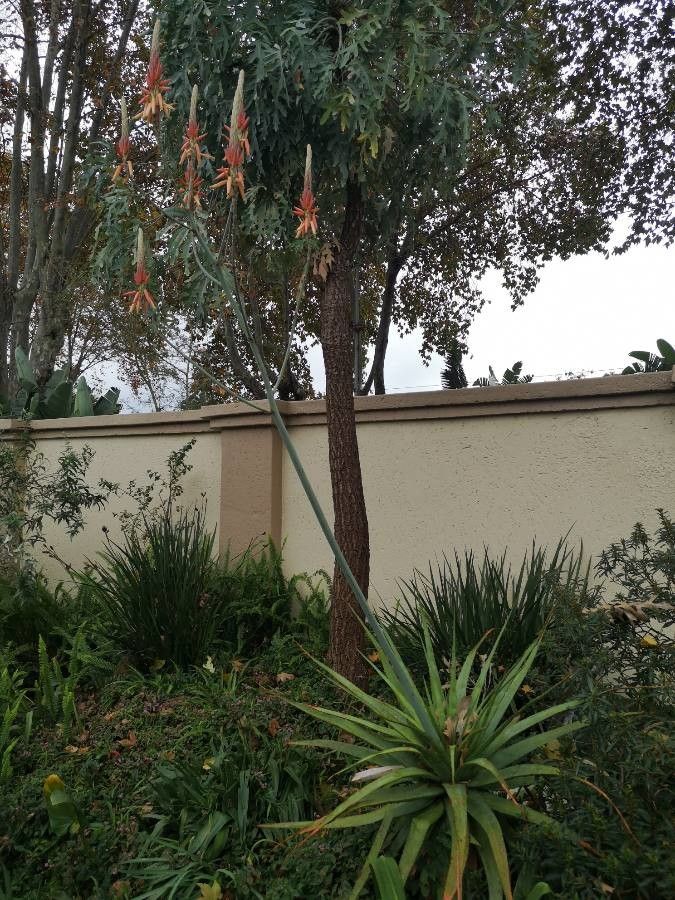 Aloe pretoriensis habit