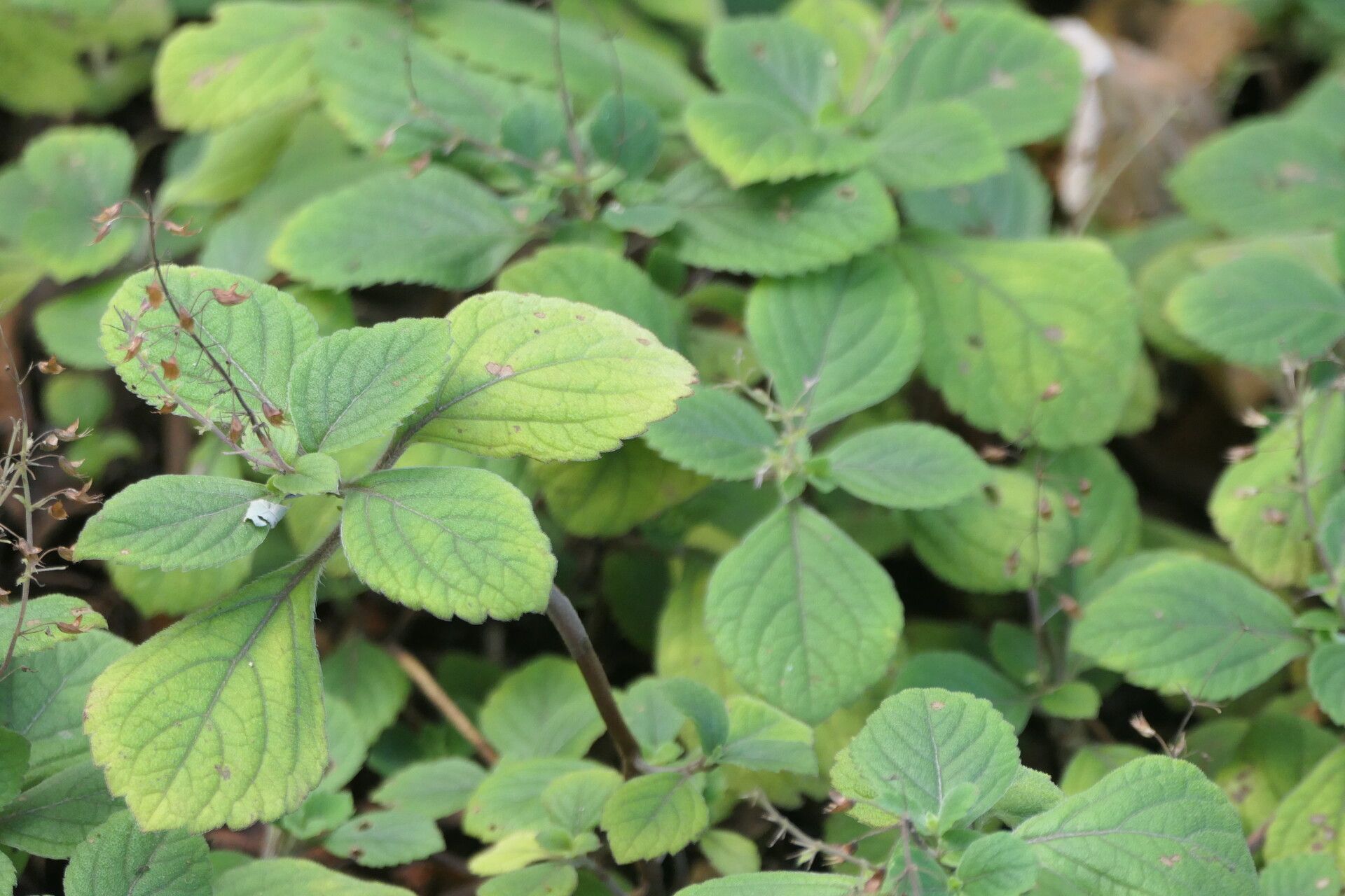 Plectranthus malvinus habit