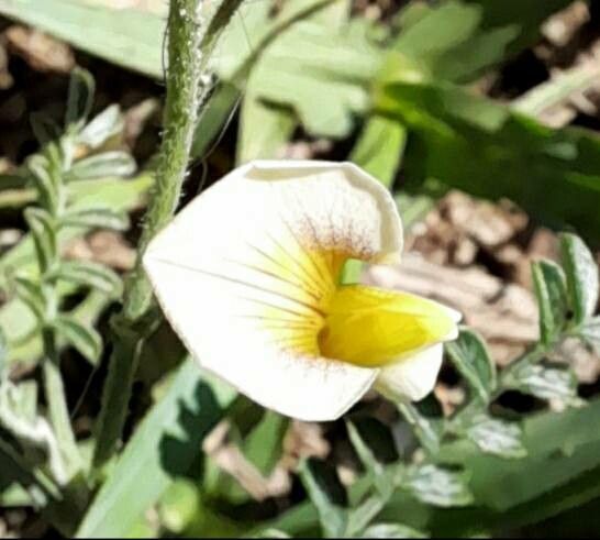 Adesmia cordobensis — houseplant care guide