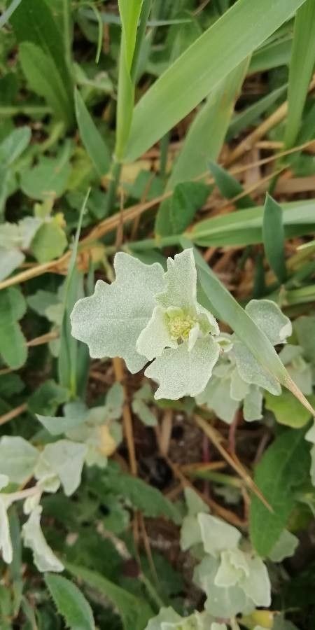 Atriplex laciniata leaf