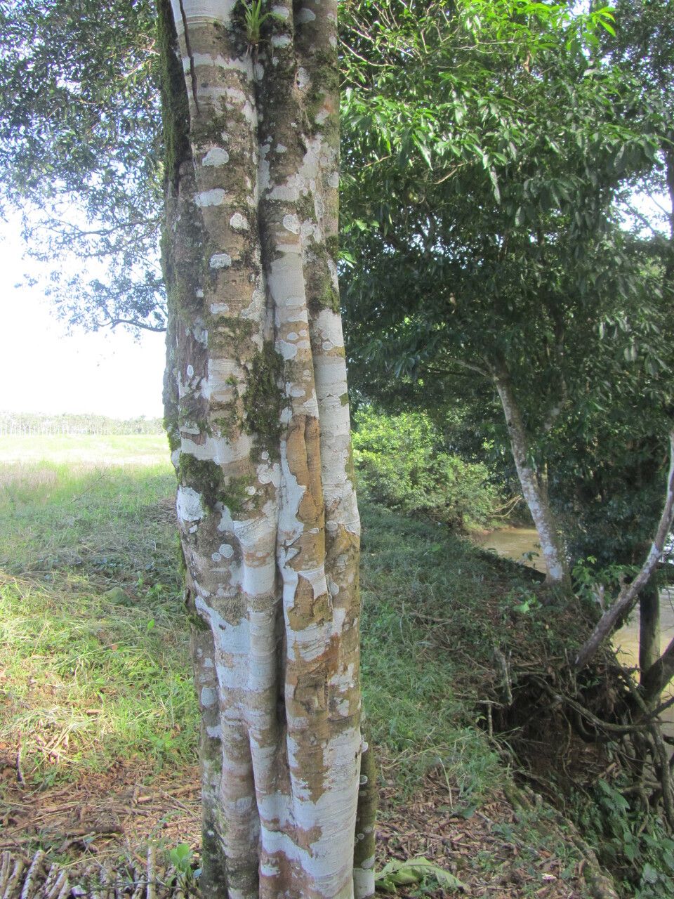Cupania cinerea bark