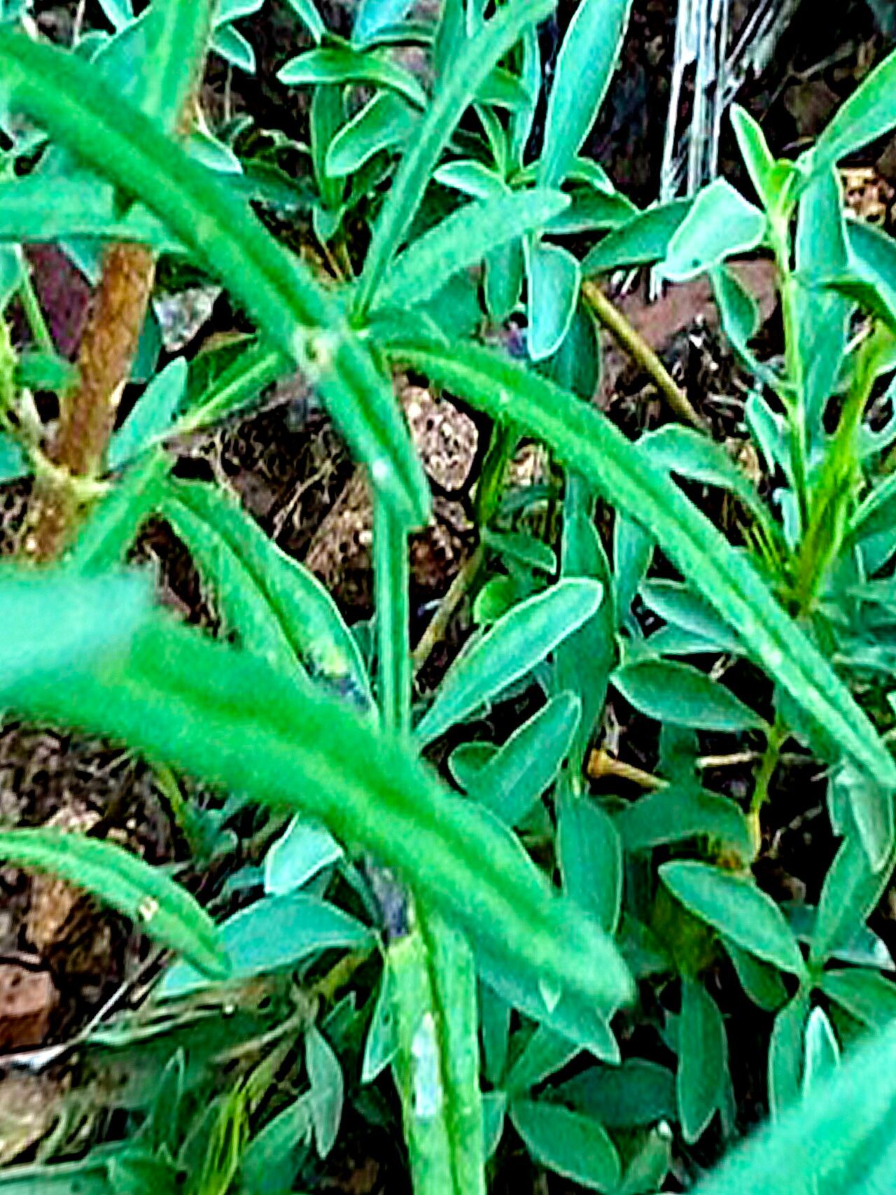 Heliomeris longifolia — search result for 'and Chihuahua'