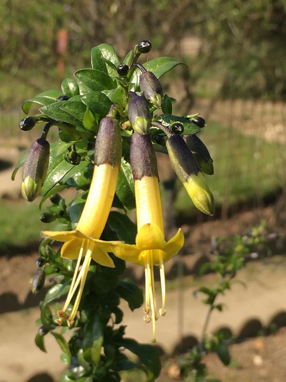 Vestia foetida fruit