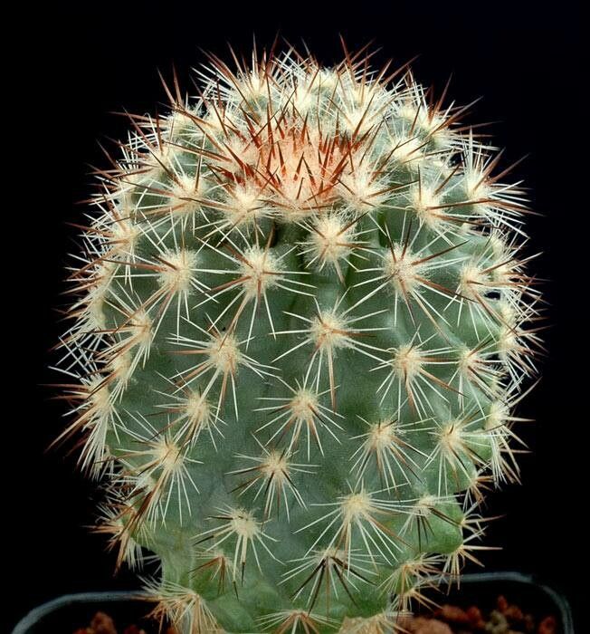 Pediocactus nigrispinus — related species from the same genus
