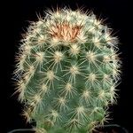 Pediocactus nigrispinus