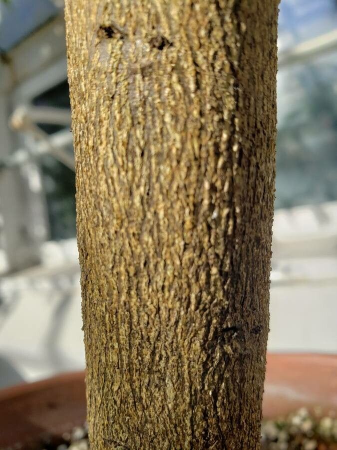 Citrus assamensis bark