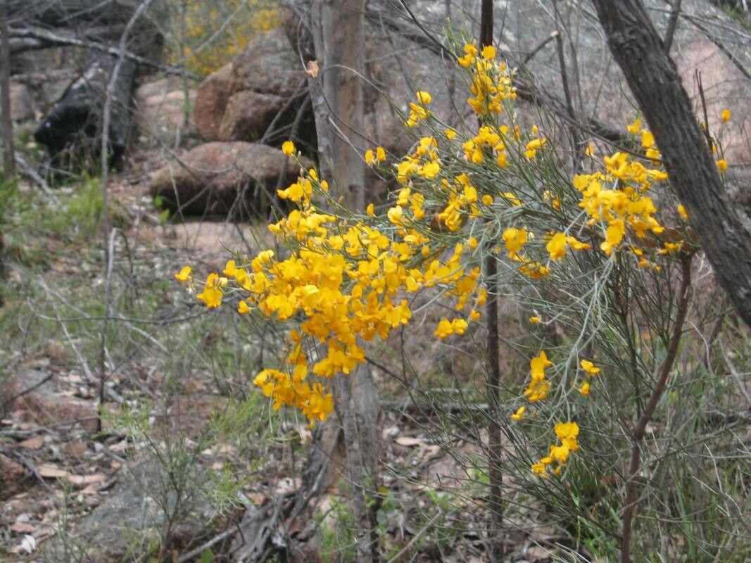 Jacksonia scoparia — search result for 'Scoparia'