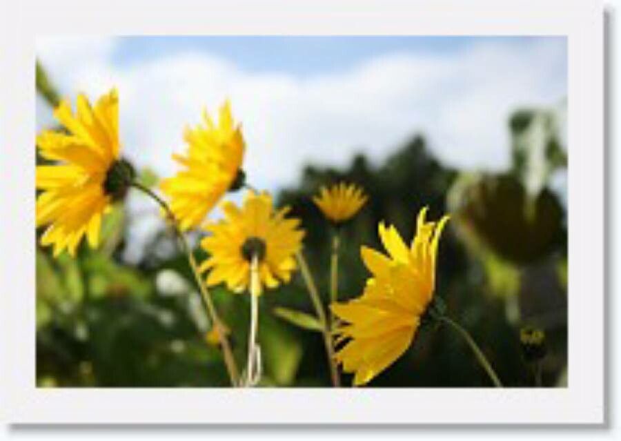 Helianthus atrorubens flower