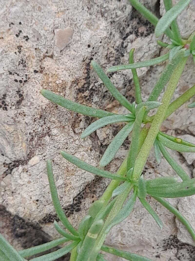 Pteranthus dichotomus leaf