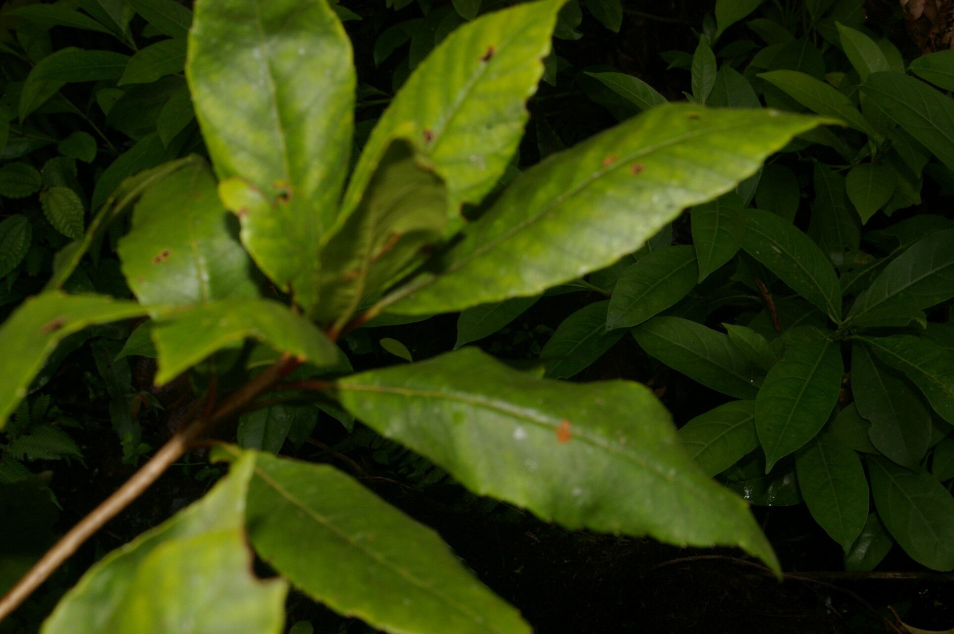 Clethra pyrogena leaf