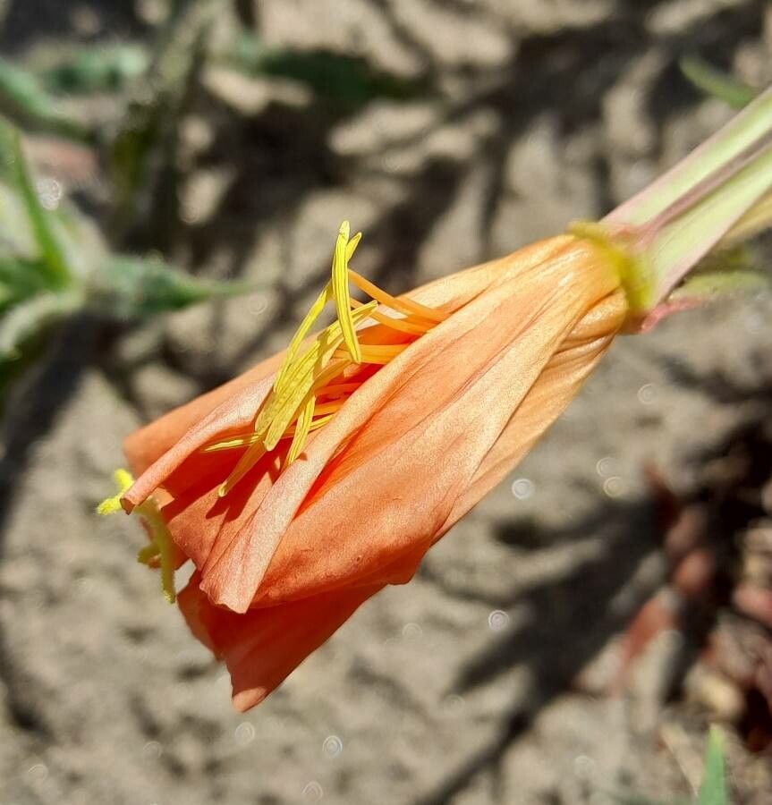 Oenothera affinis flower