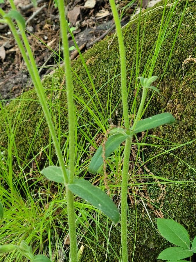 Silene virginica bark