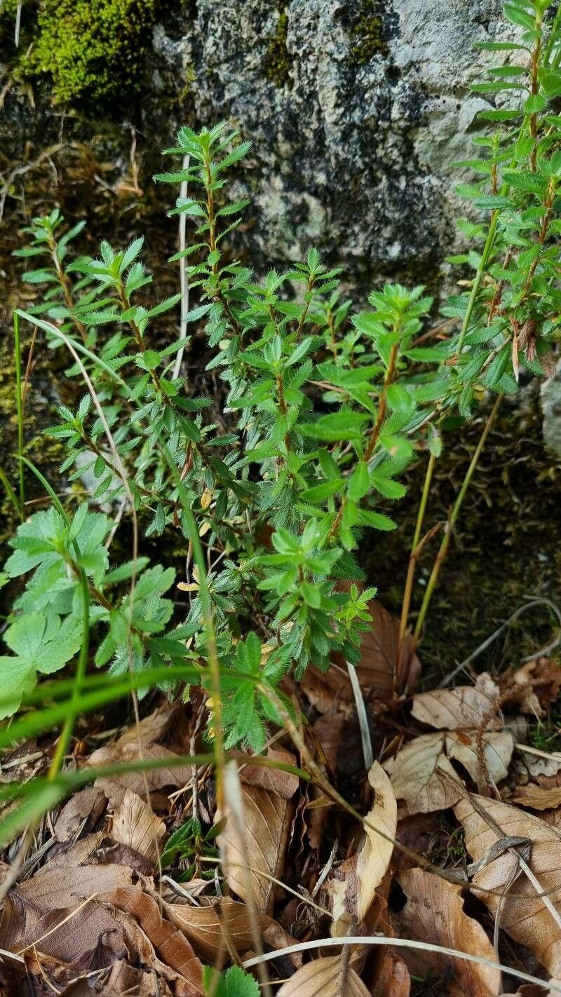 Rhodothamnus chamaecistus habit