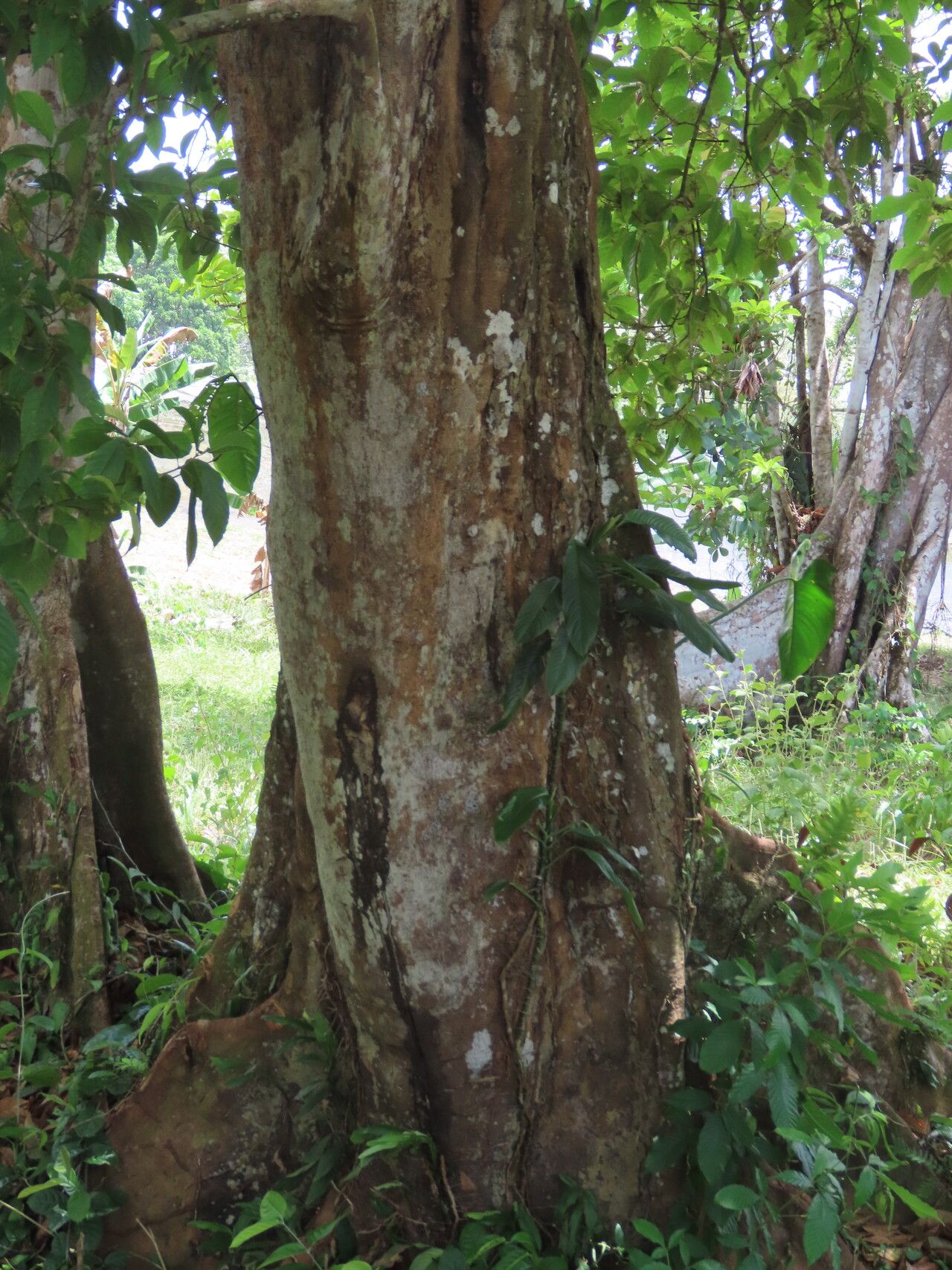 Sloanea rugosa habit
