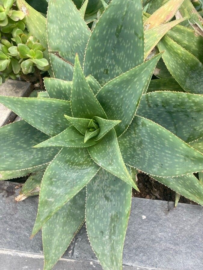 Aloe deltoideodonta leaf