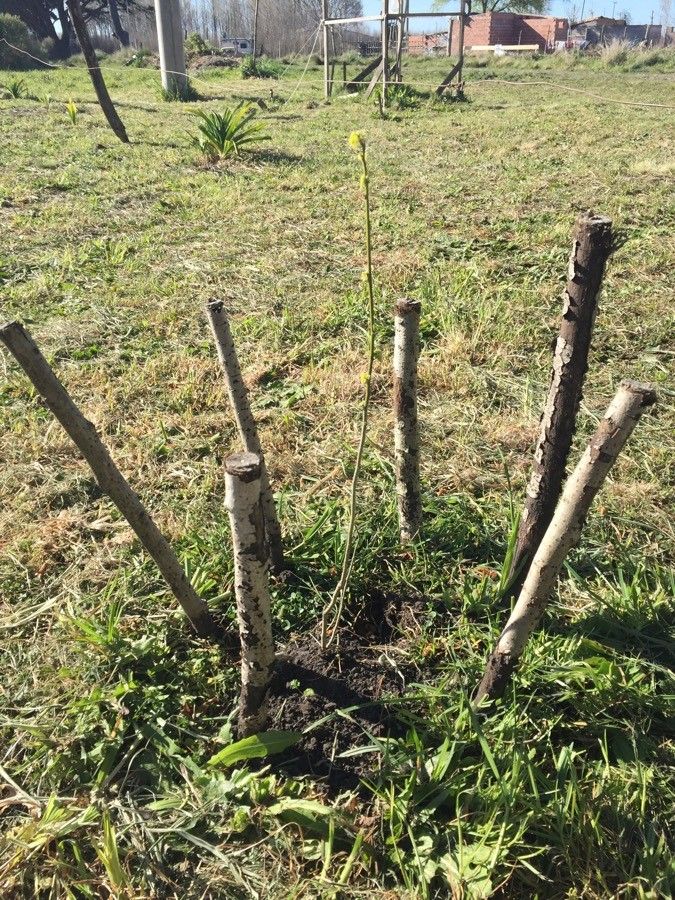 Misodendrum punctulatum bark