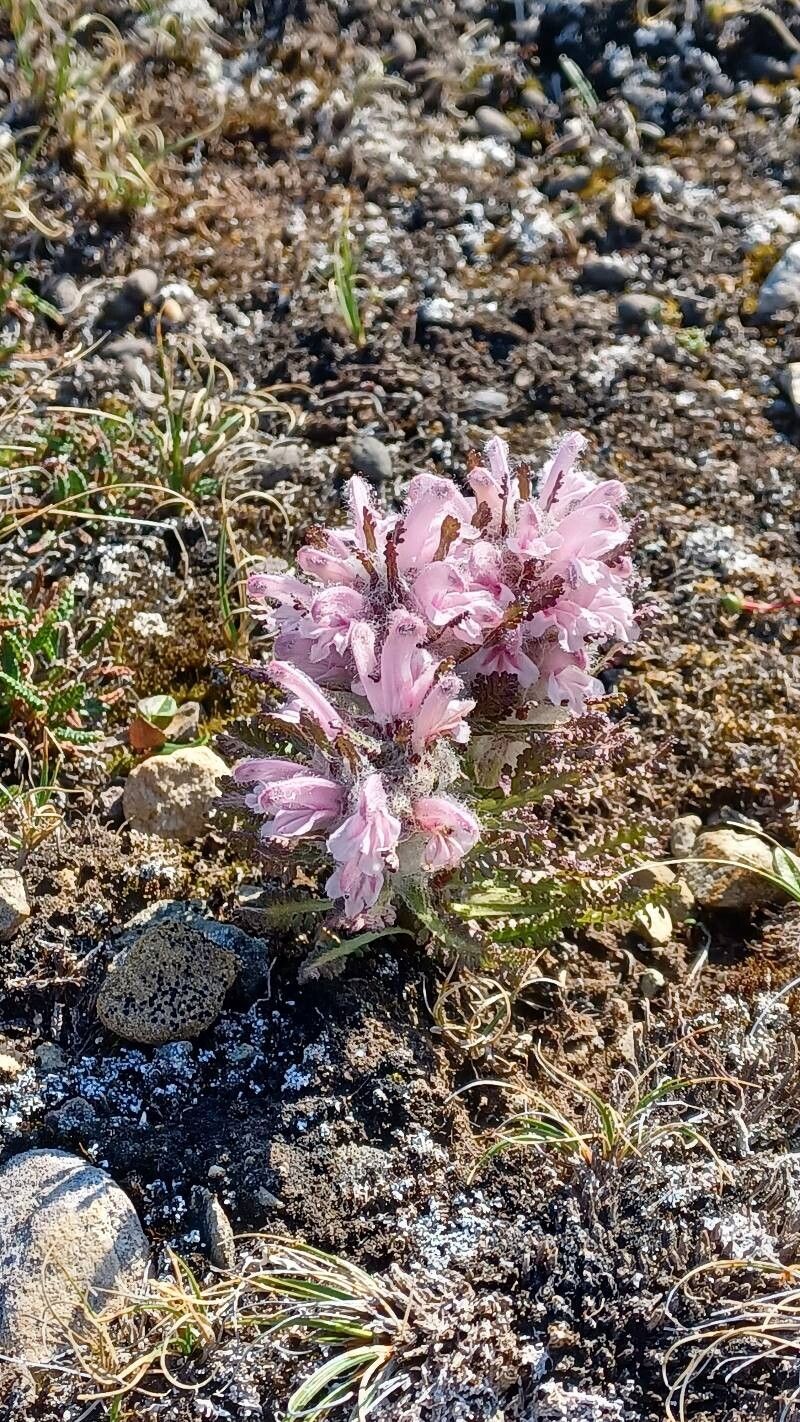 Pedicularis dasyantha — houseplant care guide