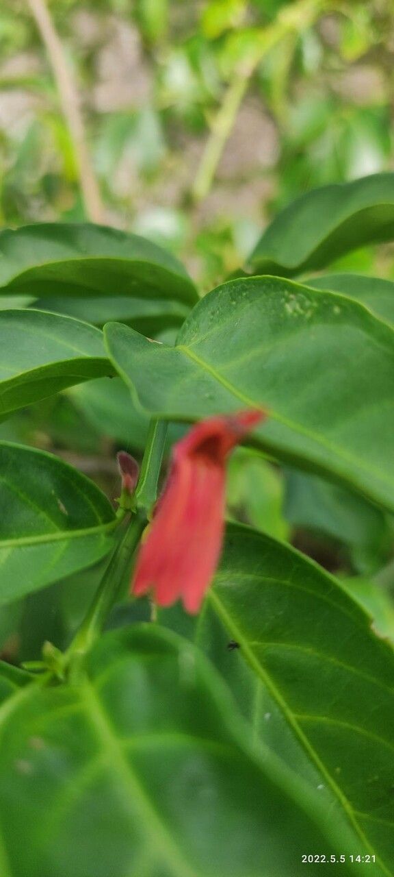 Dianthera calycina flower