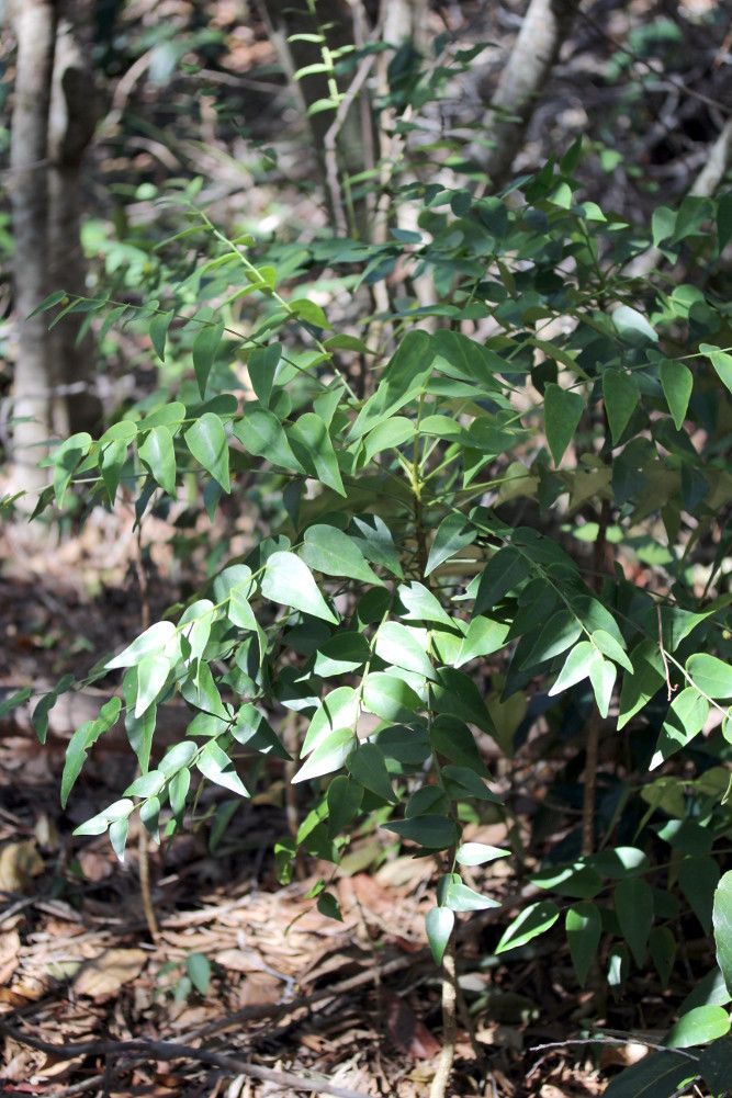 Phyllanthus parangoyensis habit