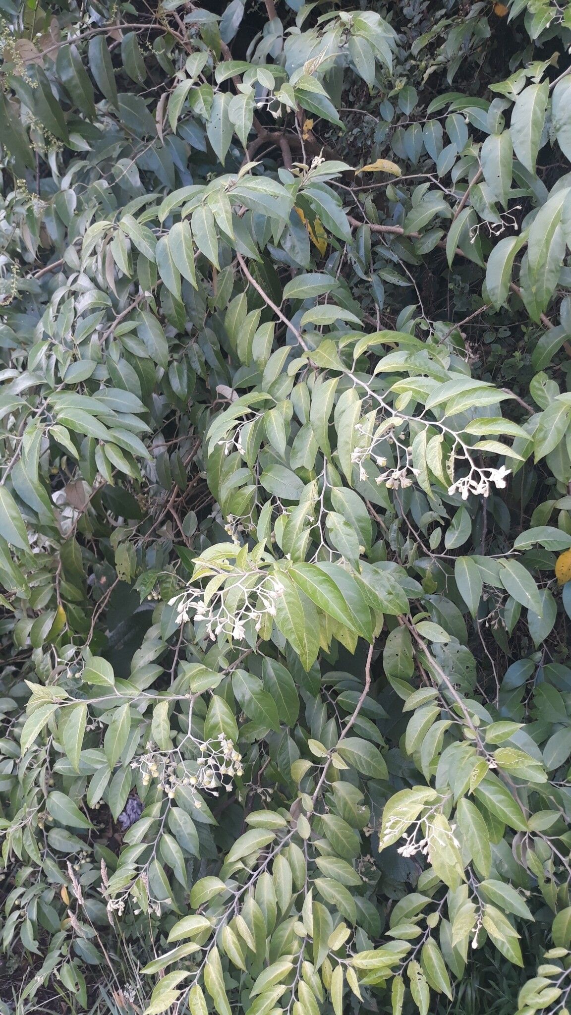 Solanum sanctae-catharinae habit