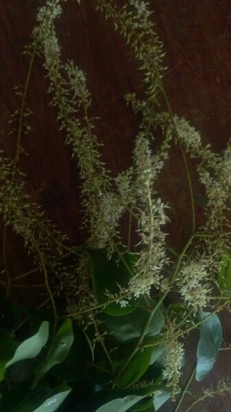 Bauhinia scandens flower