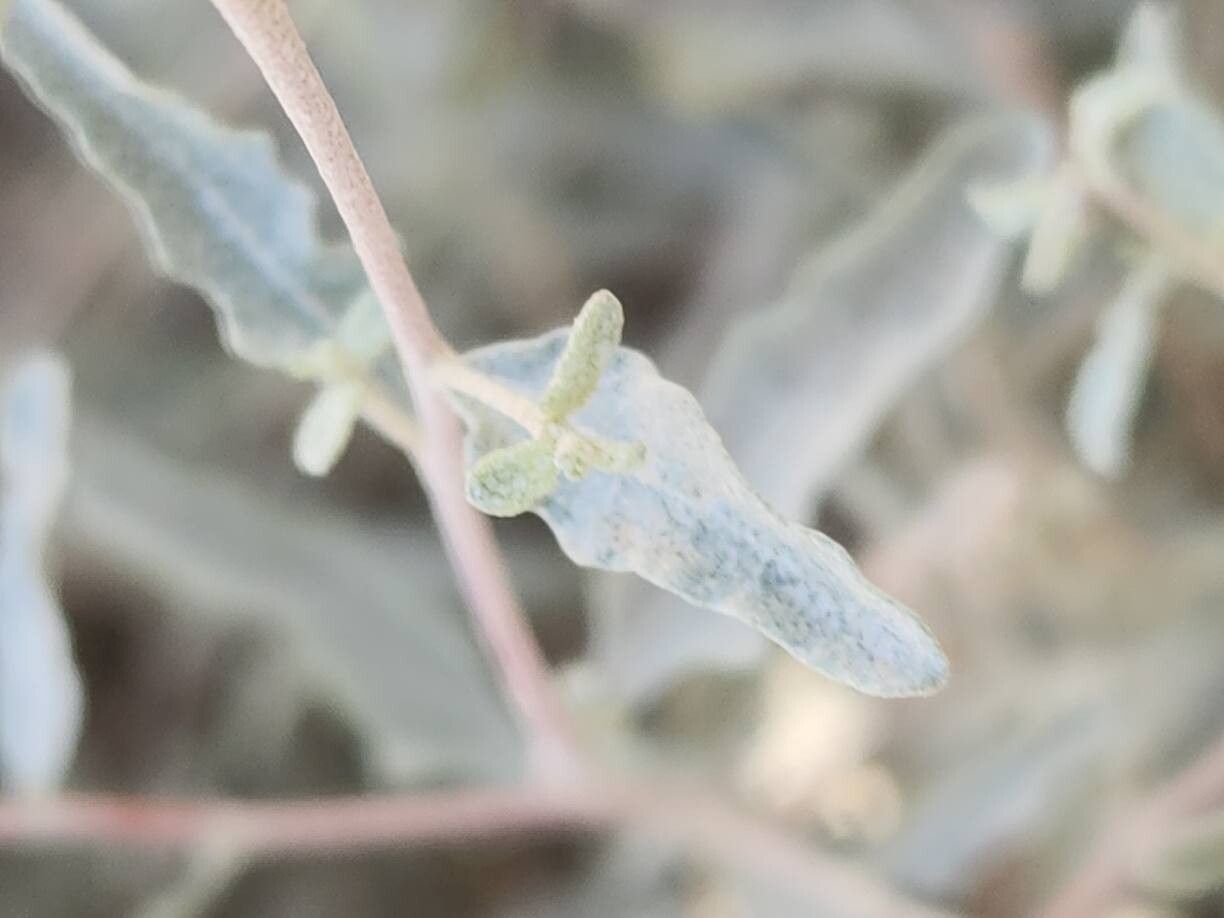 Atriplex turcomanica — houseplant care guide