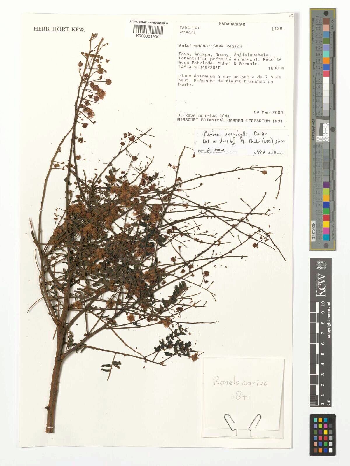 Mimosa dasyphylla — search result for 'Mimosa'