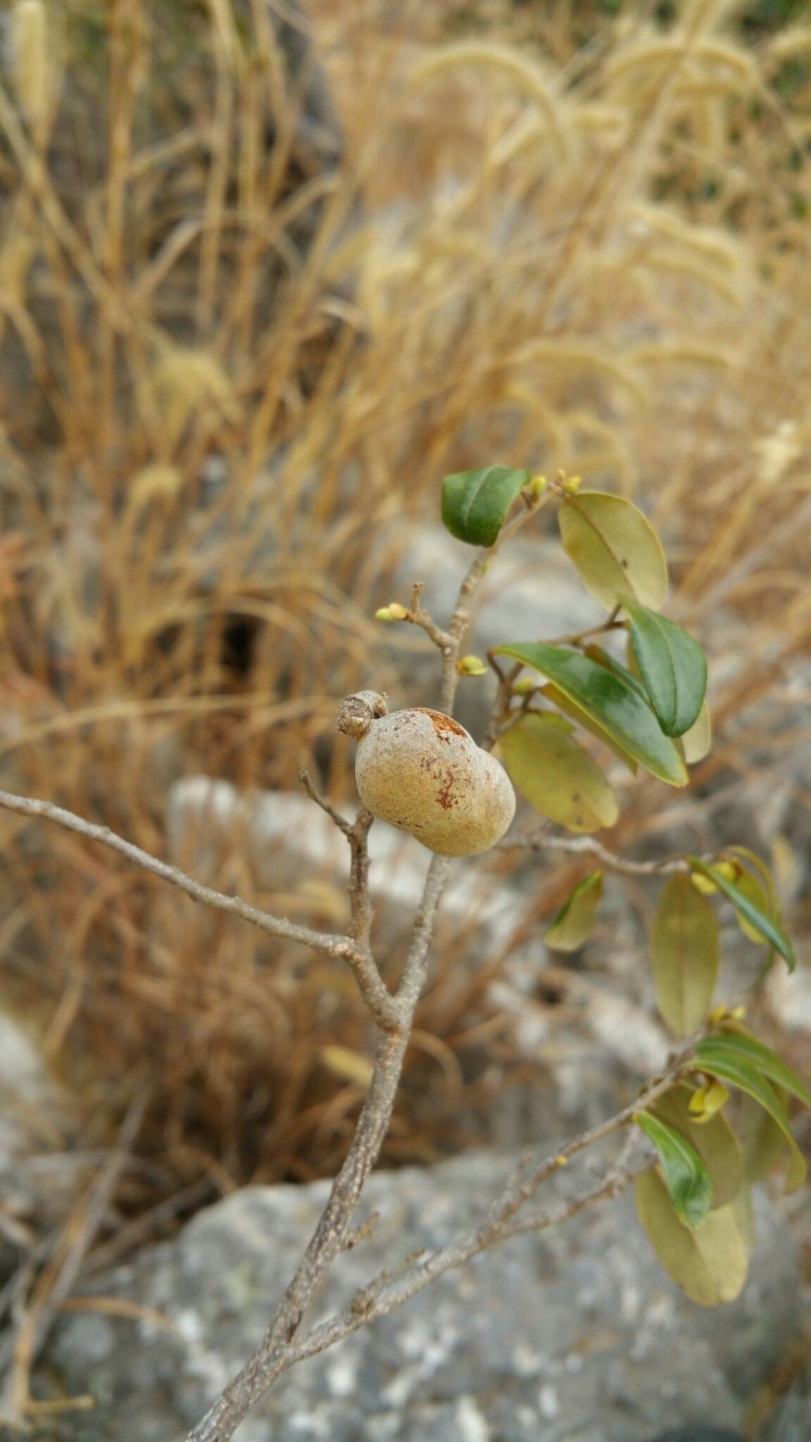 Xylopia anomala fruit