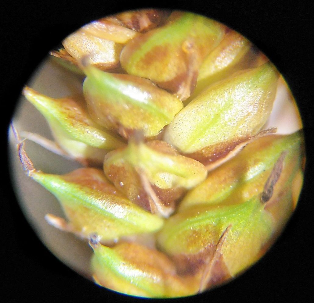 Carex binervis fruit